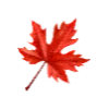🍁