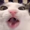 😋