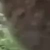 ⭐