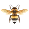 🐝