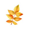 🍁