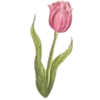 🌷