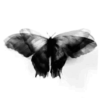 🦋