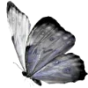🦋