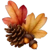 🍁