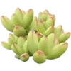 🪴