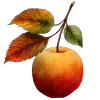 🍎