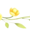 🍋