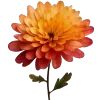 🌼
