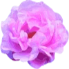 🌺