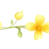🍋