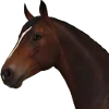 🐴