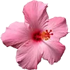 🌸