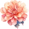 🌺