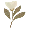 🌷