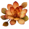 🌼