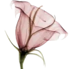 🌹