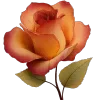 🌹