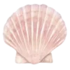🐚