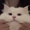 🐱