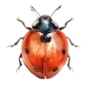 🐞