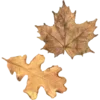 🍂