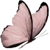 🦋