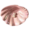 🐚