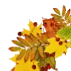 🍁