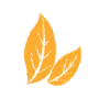🍁