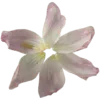 🌸