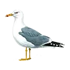 🪶