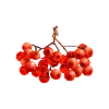 🍁
