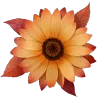 🌻