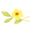 🍋