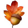 🍁
