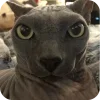 🐱