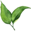 🌱