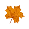🍁