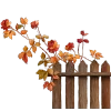 🍁