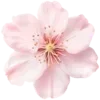 🌸