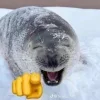 🦭