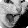 🐈