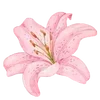 🌺