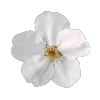 🌼