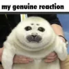 🦭