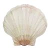 🐚