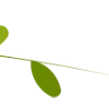 🌿