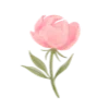 🌷