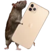 🐀